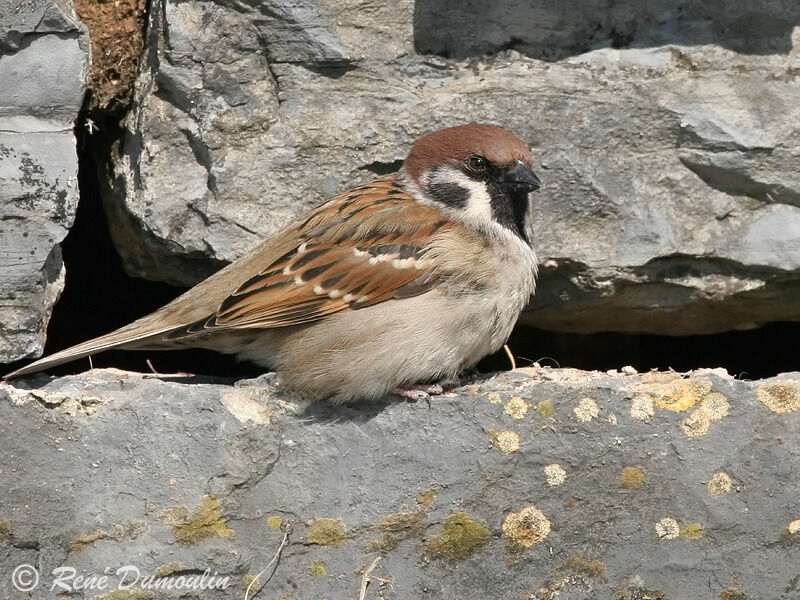 Moineau friquetadulte, identification