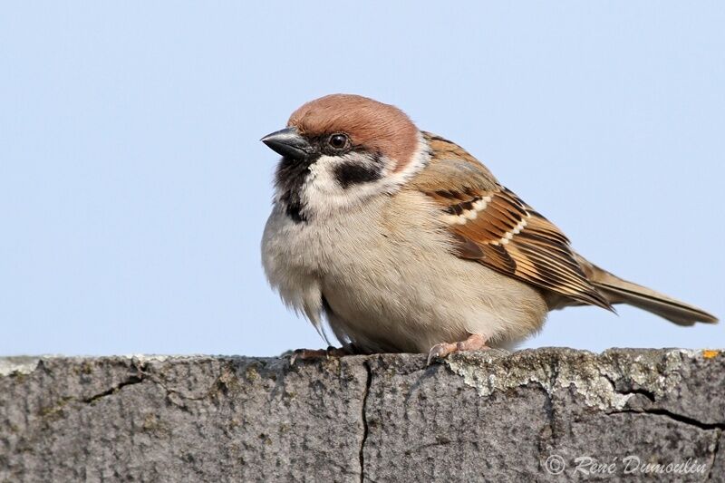 Moineau friquetadulte, identification