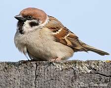 Eurasian Tree Sparrow