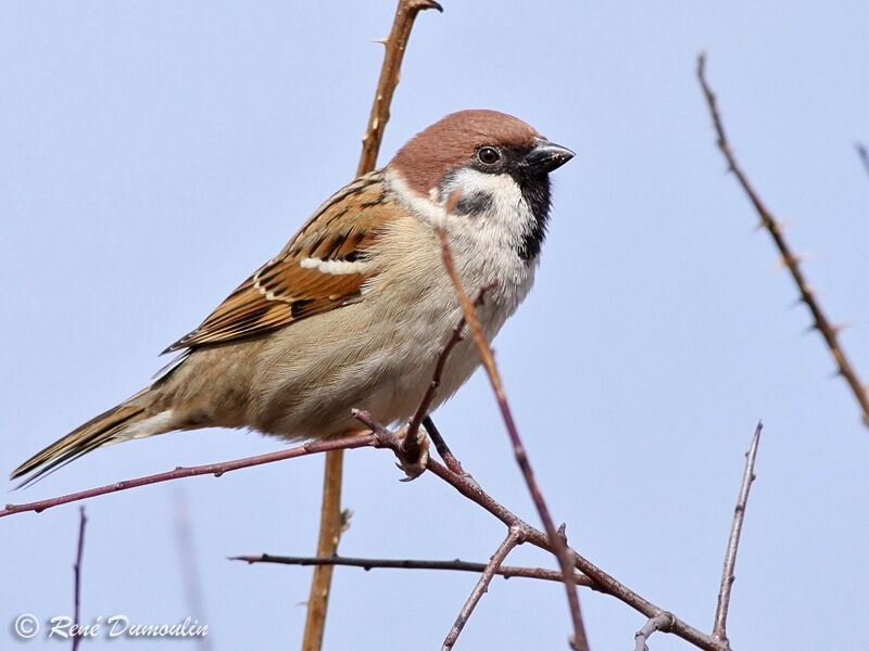 Moineau friquetadulte, identification