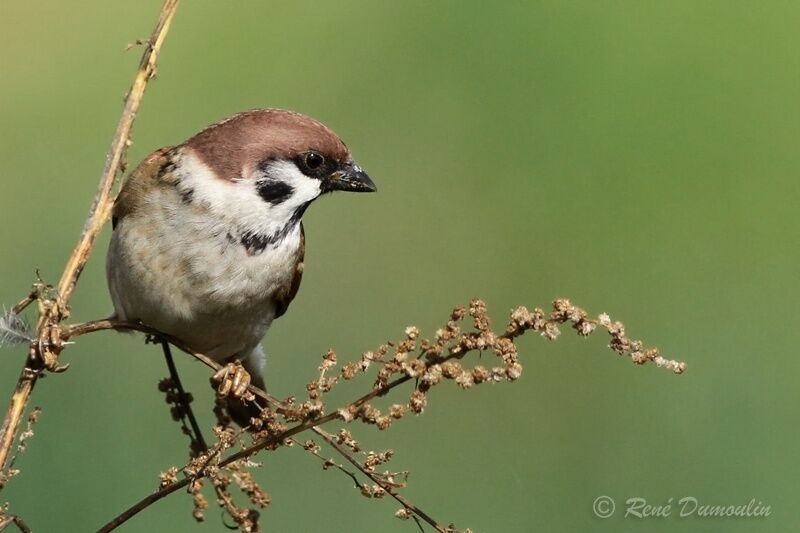 Eurasian Tree Sparrowadult, identification