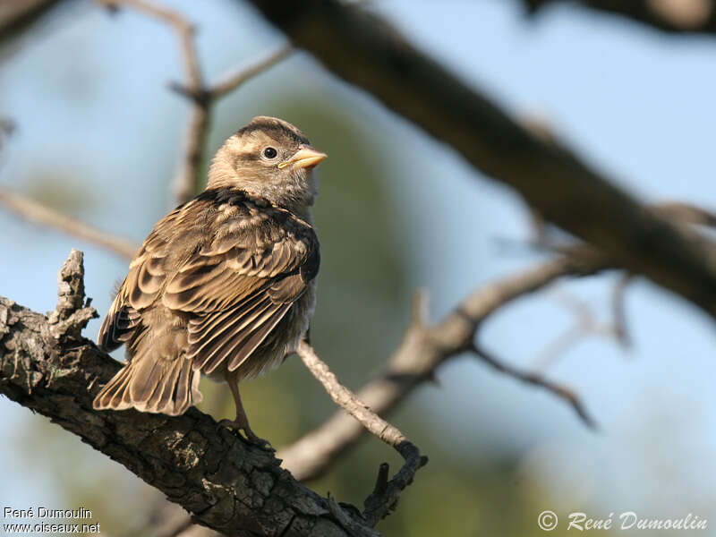 Moineau soulciejuvénile, identification