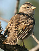 Rock Sparrow