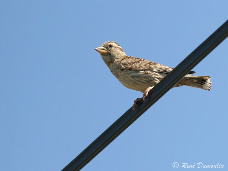 Rock Sparrowadult