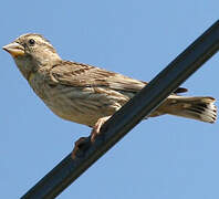 Rock Sparrow