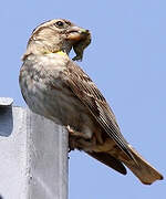 Rock Sparrow