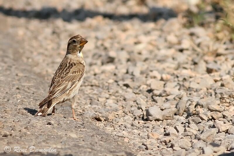 Rock Sparrowadult, identification