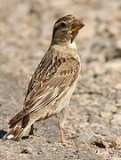 Rock Sparrow