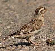 Rock Sparrow