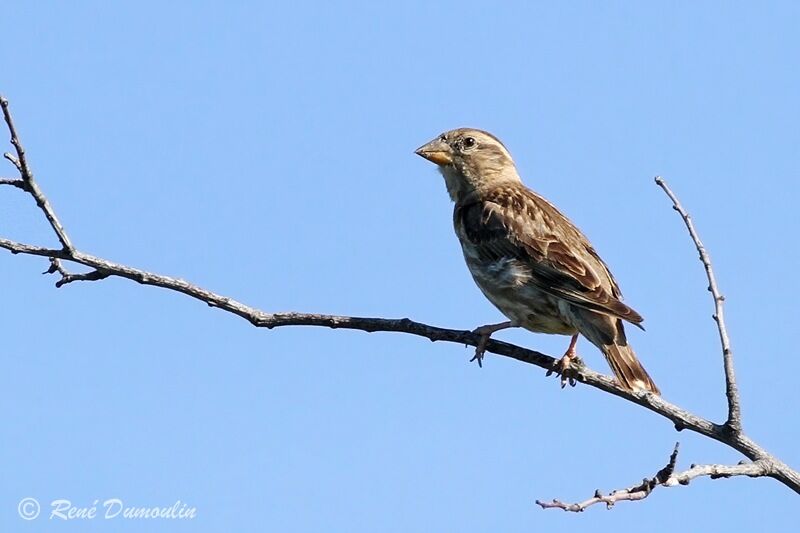 Rock Sparrowadult, identification