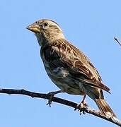 Rock Sparrow