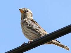 Rock Sparrow