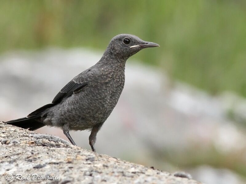 Blue Rock Thrushjuvenile, identification