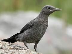 Blue Rock Thrush