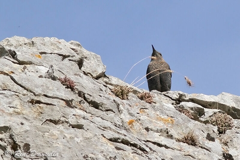 Blue Rock Thrush female adult, identification