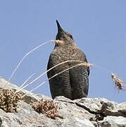 Blue Rock Thrush