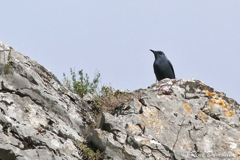 Monticole bleu mâle adulte, identification