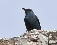 Blue Rock Thrush