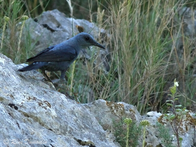 Blue Rock Thrush male adult, identification