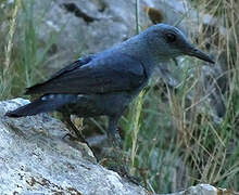 Blue Rock Thrush