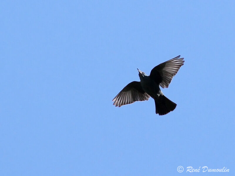 Blue Rock Thrush male adult, Flight, song