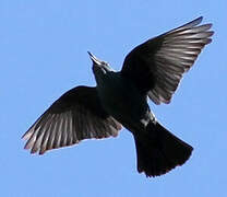 Blue Rock Thrush