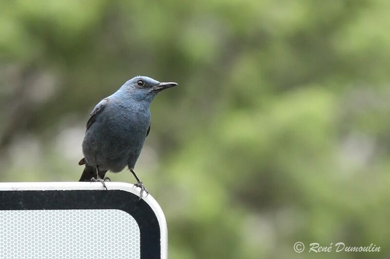 Blue Rock Thrush male adult, identification