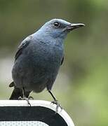 Blue Rock Thrush