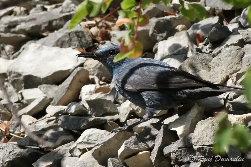 Blue Rock Thrush male adult, identification