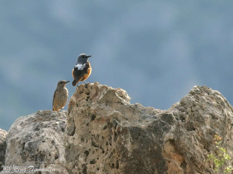 Monticole de rocheadulte, habitat, Comportement