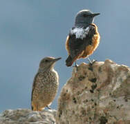 Common Rock Thrush