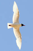 Mediterranean Gull