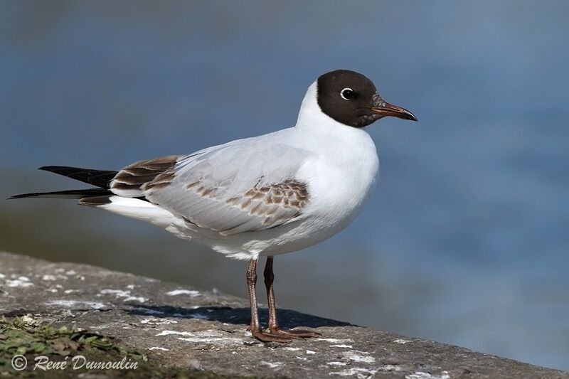 Mouette rieuseimmature, identification