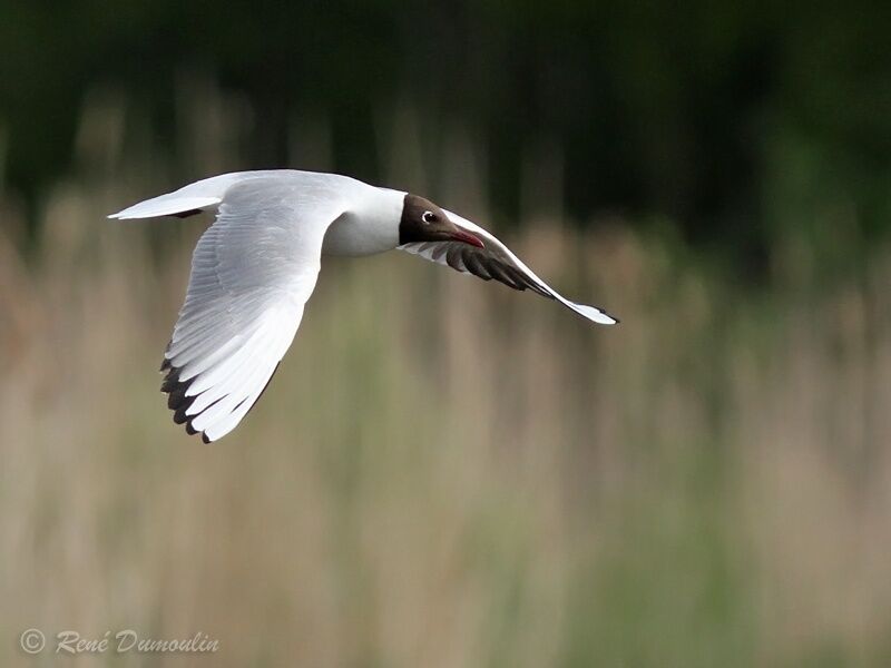 Mouette rieuseadulte nuptial, Vol