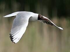 Black-headed Gull