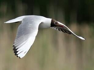 Mouette rieuse