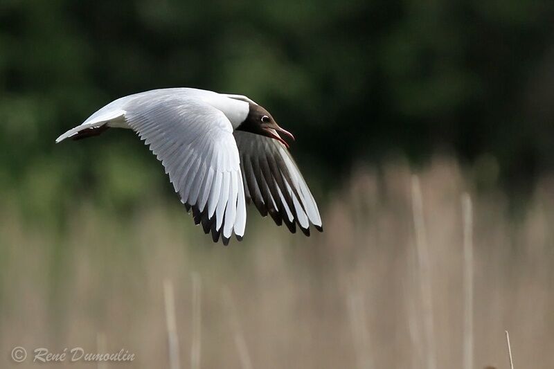 Mouette rieuseadulte nuptial, Vol