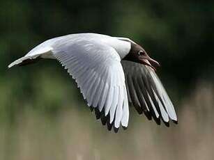 Mouette rieuse