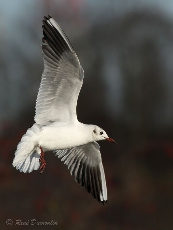 Black-headed Gulladult post breeding, Flight