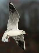 Mouette rieuse