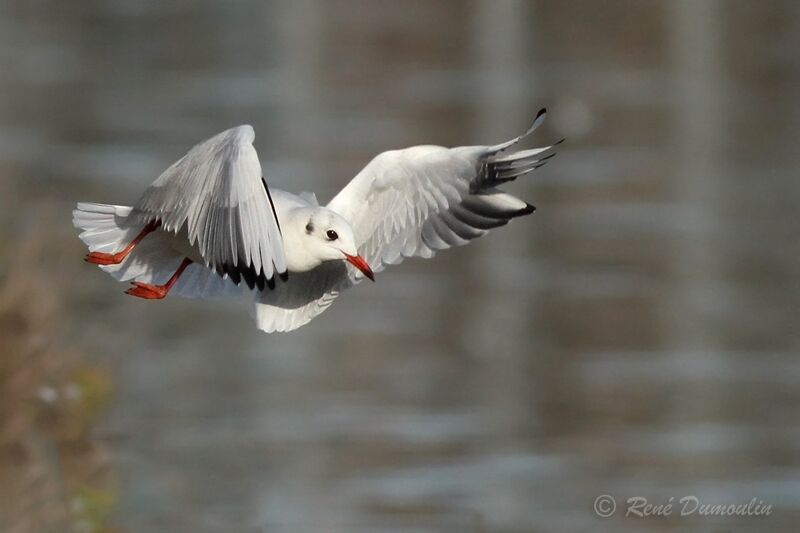 Black-headed Gulladult post breeding, Flight