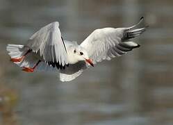 Mouette rieuse