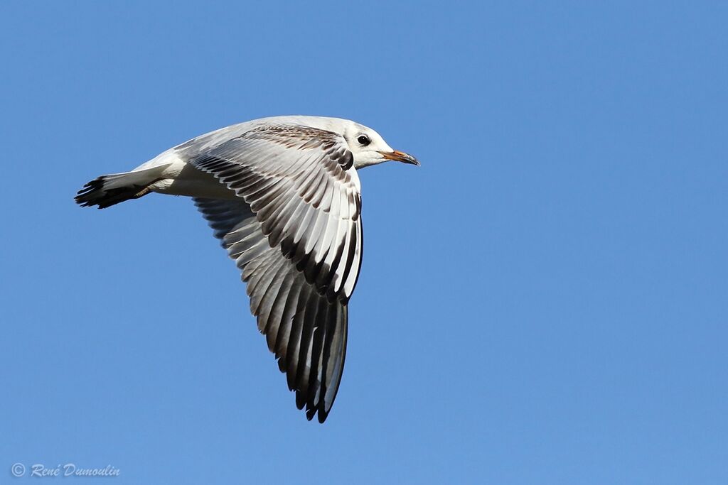 Black-headed GullFirst year, identification, Flight