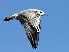 Mouette rieuse