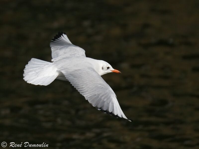 Mouette rieuse