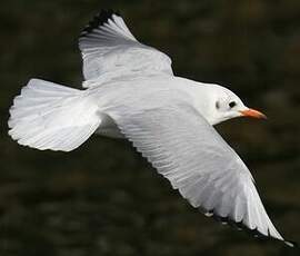 Mouette rieuse