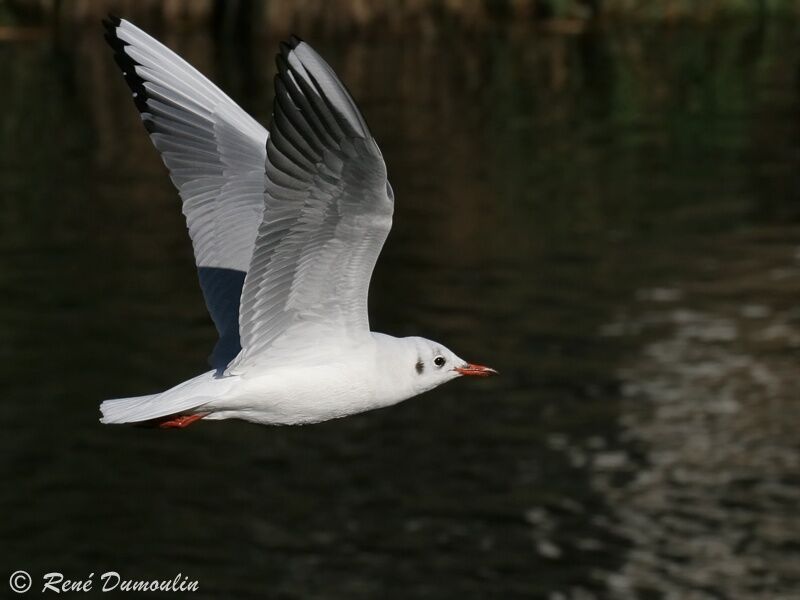 Mouette rieuseadulte