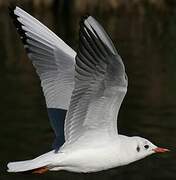 Black-headed Gull