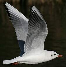 Mouette rieuse