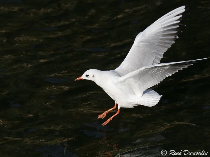 Black-headed Gulladult